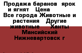 Продажа баранов, ярок и ягнят › Цена ­ 3 500 - Все города Животные и растения » Другие животные   . Ханты-Мансийский,Нижневартовск г.